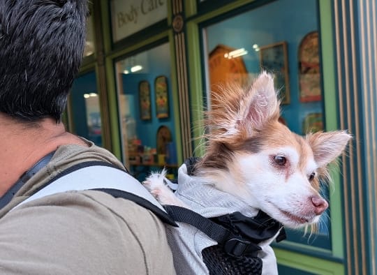 Small dog in a backpack by a body care display in downtown Sioux Falls