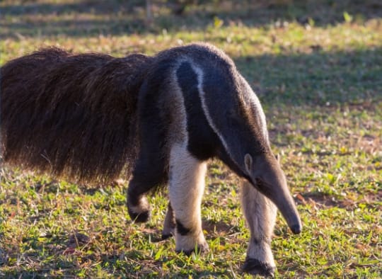anteater