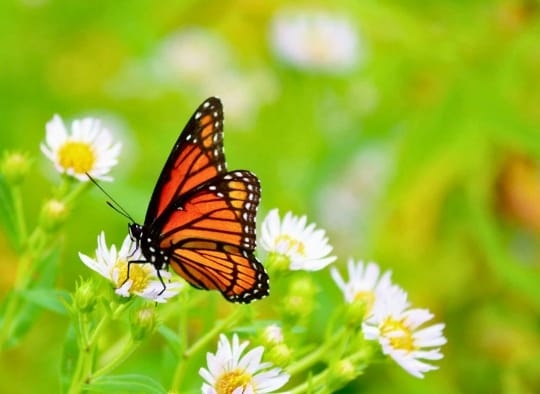 butterfly on a white flower