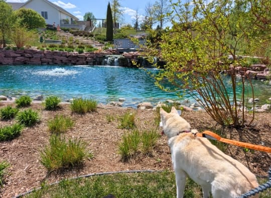 husky looking out over a pond at Mary Jo Wegner Arboretum