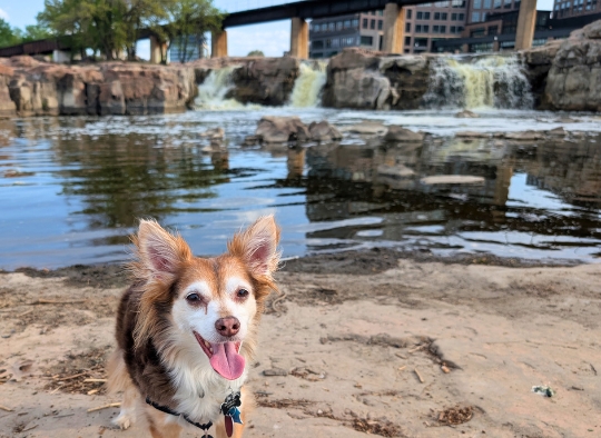 small brown dog in front of the Falls at Falls Park Sioux Falls