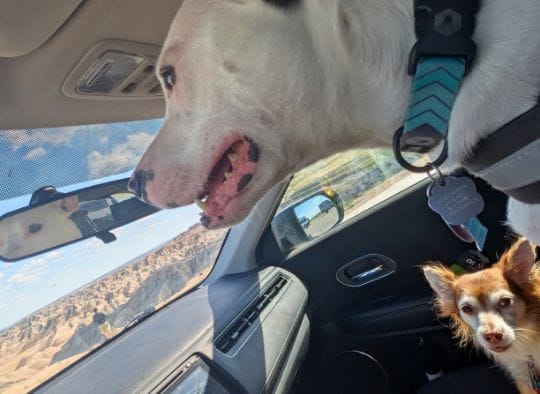 2 dogs in a car with one looking out the window in Badlands National Park