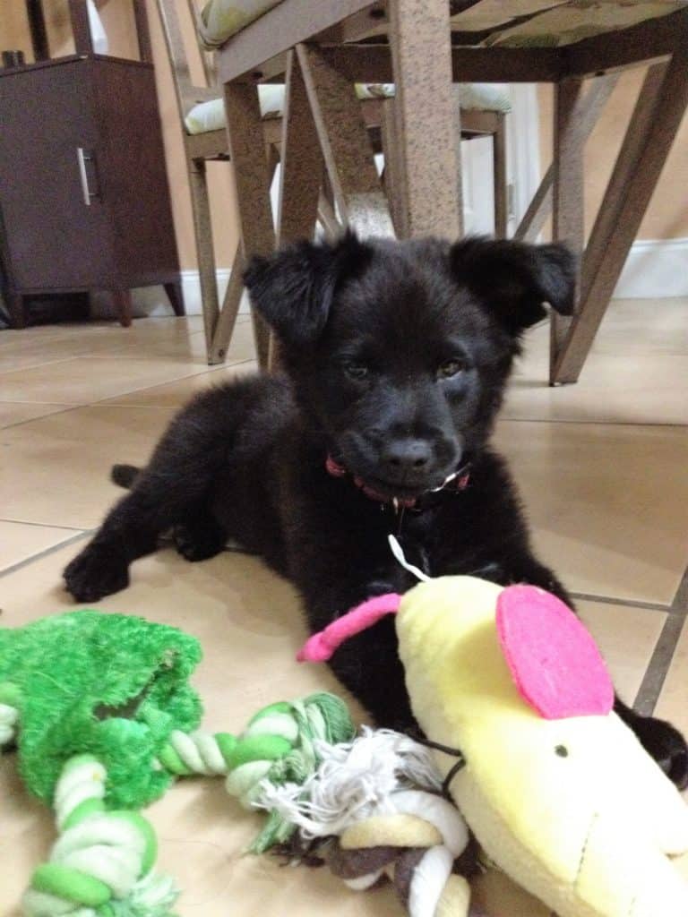 Black fluffy puppy laying down with a yellow elephant toy that has pink ears laying on her front paws.