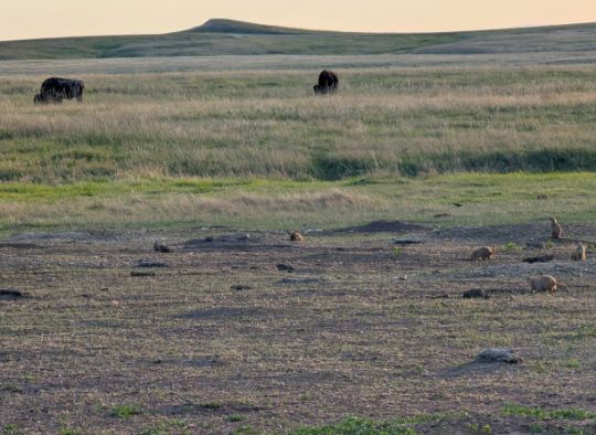 Bison grazing behind a colony of prairie dogs in pet-friendly Badlands National Park