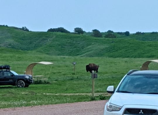 Bison in Sage Creek Campground 