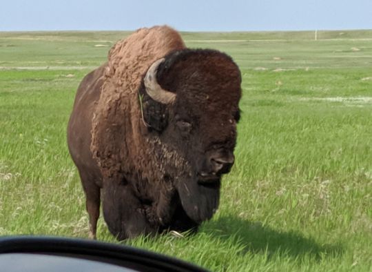 Bison right off of the scenic drive in Badlands NP North Unit