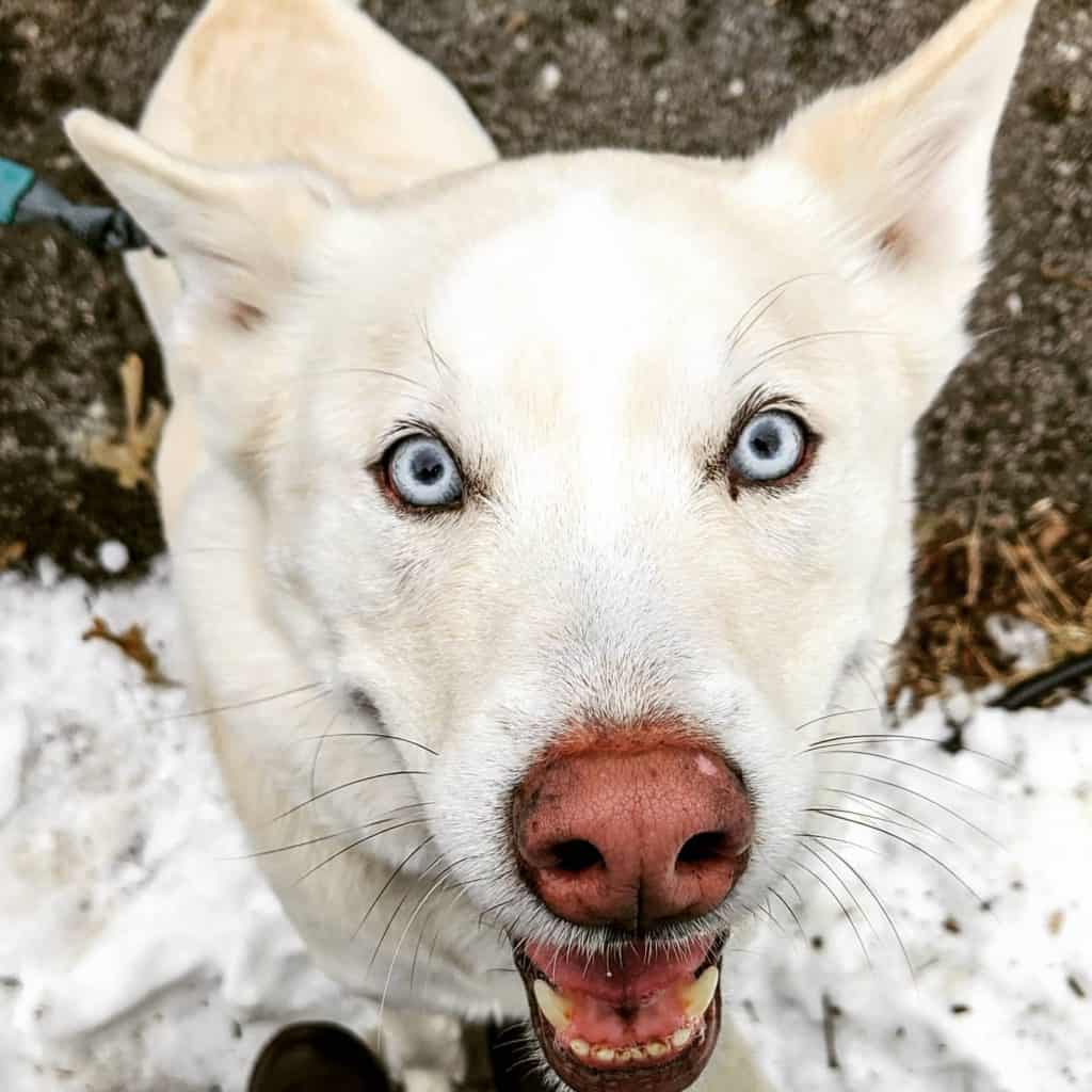 A close up of the face of a white husky with blue eyes. There is snow in the background.