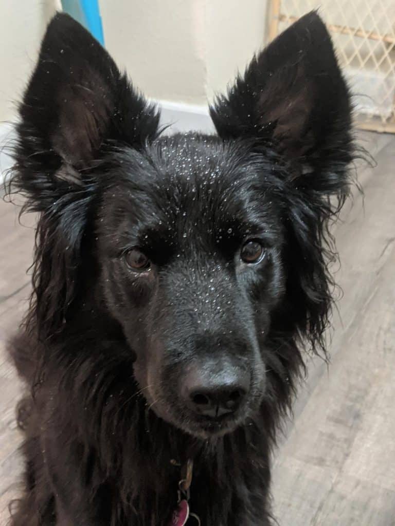 Close up of the face of a medium haired black dog. Hair is wet and there are dew drops perfectly formed and visible on her face.