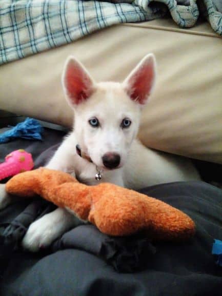 White husky puppy with blue eyes has back half of body hiding between couch cushions. There is a large orange soft dog toy in the shape of a bone laying across her front legs.