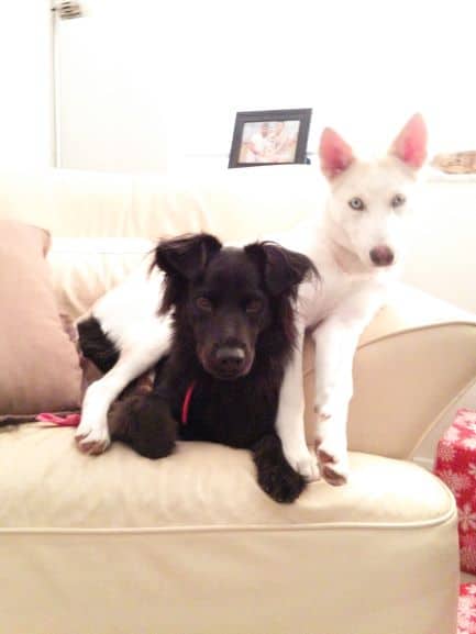 A black dog is laying down on a cream colored couch. There is a white husky puppy laying on top of her so the puppy's front legs are on one side of the black dog and the puppy's back legs are on the other side.