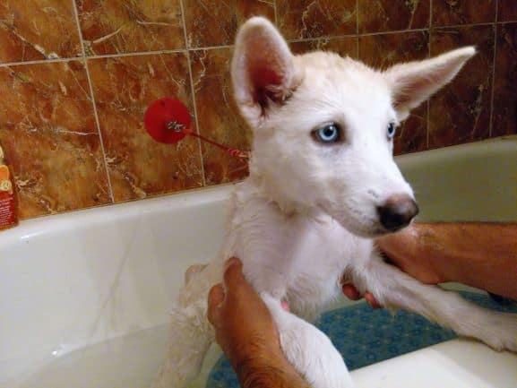 White husky puppy with blue eyes getting her first bath in a white tub. Hands are holding her under her front legs. Puppy is wet.