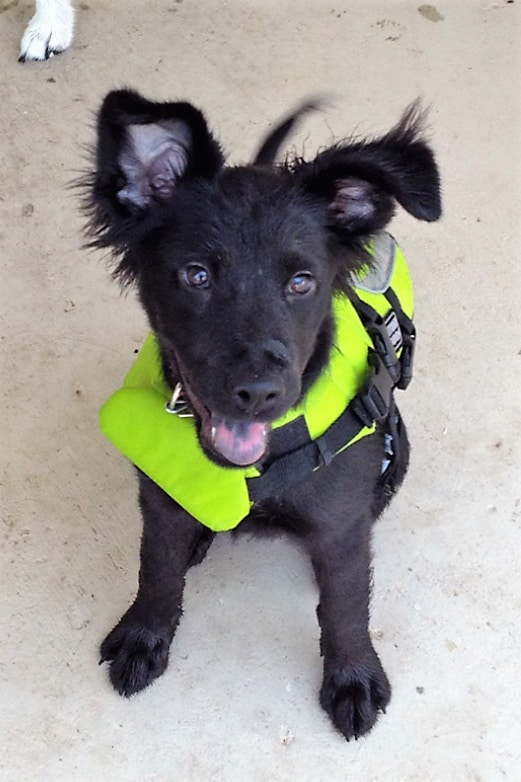 Black puppy wearing a bright green life jacket sitting and looking at camera. Her ears are up and she is sitting on a beach.