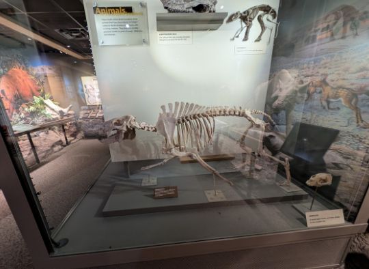 Fossil exhibit in Ben Reifel Visitor Center