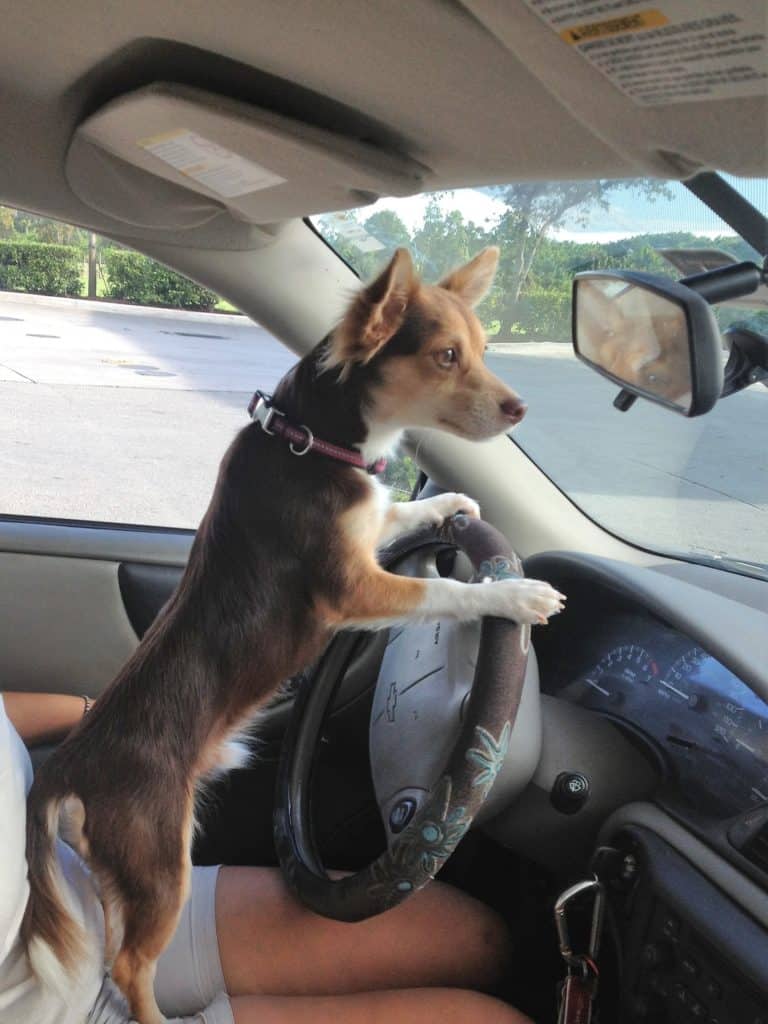 Brown and white juvenile chihuahua standing on hind legs on someone's lap with front paws on a steering wheel. Dog is intently staring out front windshield of car.