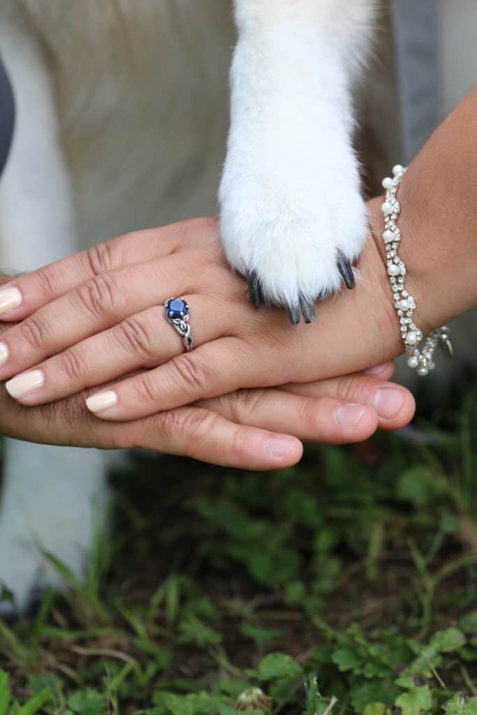 A close-up of two hands and a dog paw on a wedding day. The grooms hand is on the bottom with the bride's hand on top. Sher is wearing a sapphire ring and pearl bracelet. A white dog paw is laying on top.