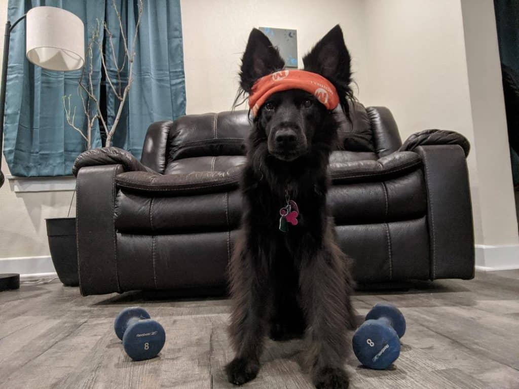 Adult black medium haired dog is sitting looking at camera. Dog is wearing an orange Merrick headband. There are blue 8lb weights on either side of her with a brown couch in the background.