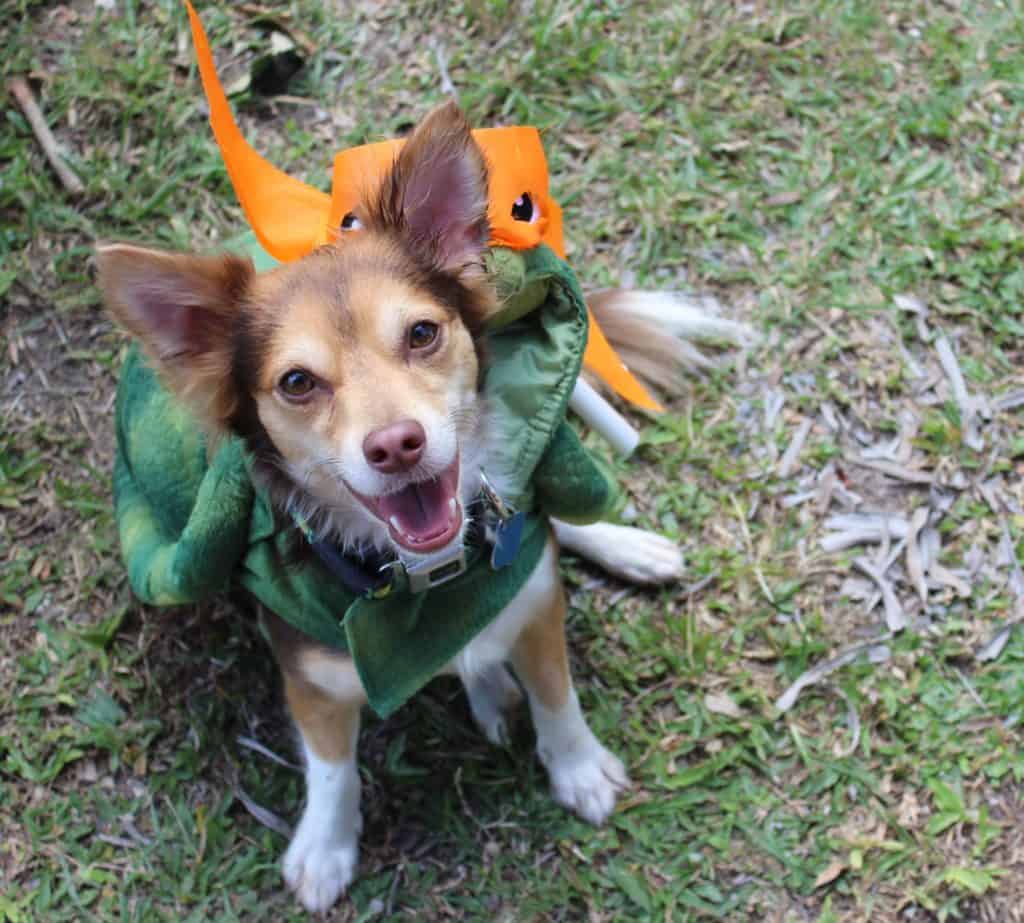 Brown and white Chihuahua wearing a Michelangelo Teenage mutant ninja turtle costume. Dog is sitting on grass looking up at camera with mouth open.
