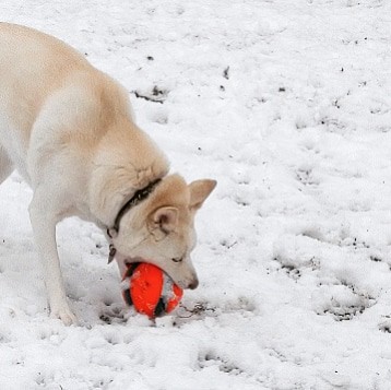 Adult husky attempting to pick up a large bright orange ball with her mouth. Ground is covered with snow.