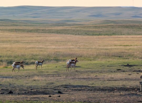 Pronghorn herd in Dog-friendly Badlands National Park