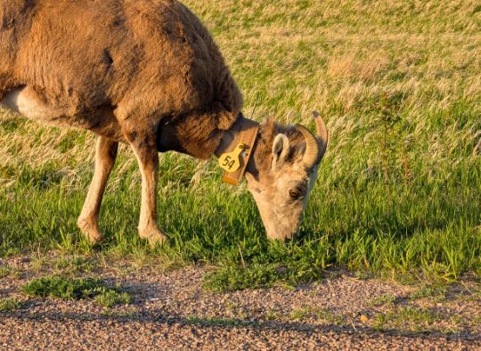 Ram eating grass in Badlands National Park