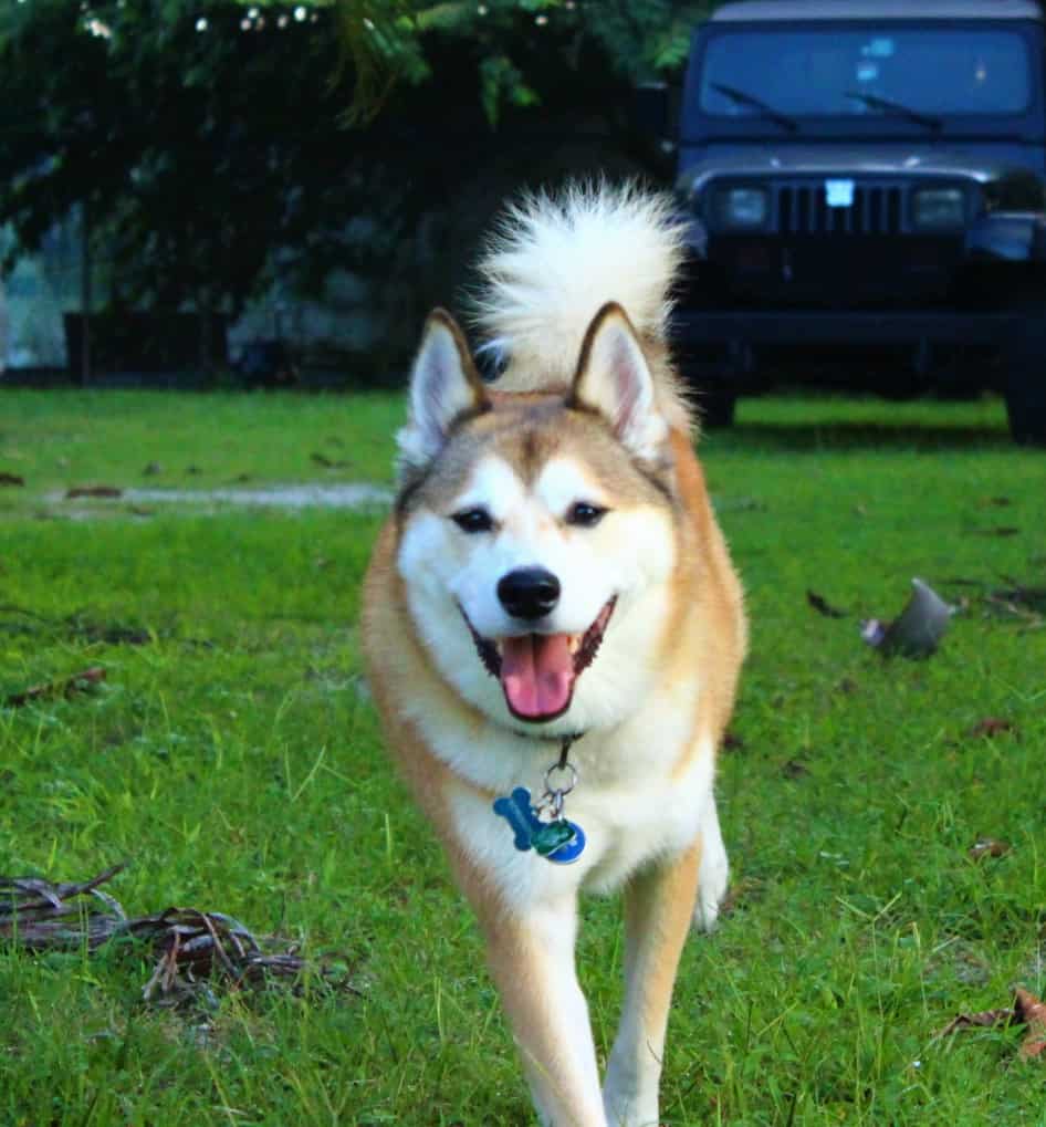 Red and white Shiba Inu mix running towards camera in green grass. There is a black jeep in the background.