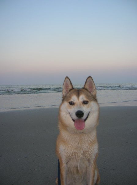 A red and white Shiba Inu mix sitting and looking head on towards the camera. The dog is wet and on a beach with an ocean sunset in the background.