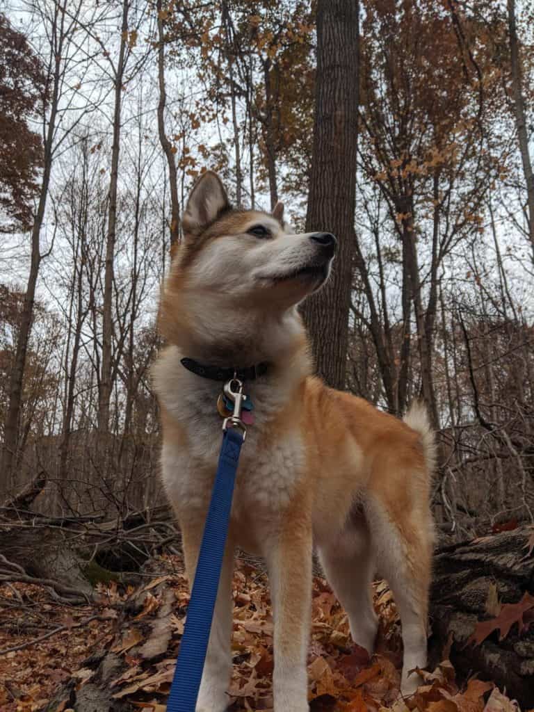 A Red and White Shiba Inu standing on a log in an autumn forest. He is staring of in the distance looking very regal. Most leaves are on the ground.