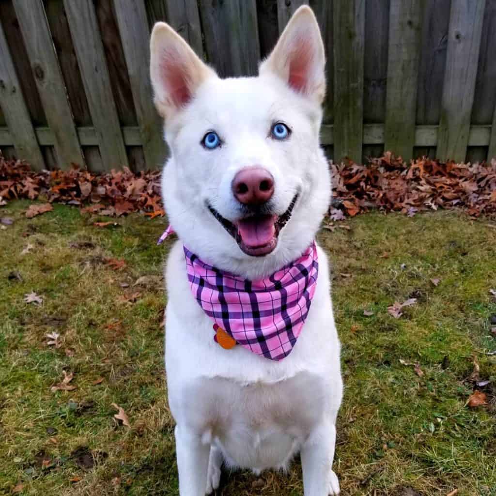 A white husky with blue eyes wearing a pink and black checkered handkerchief around her neck. Dog is sitting in the grass with a wooden fence behind her.