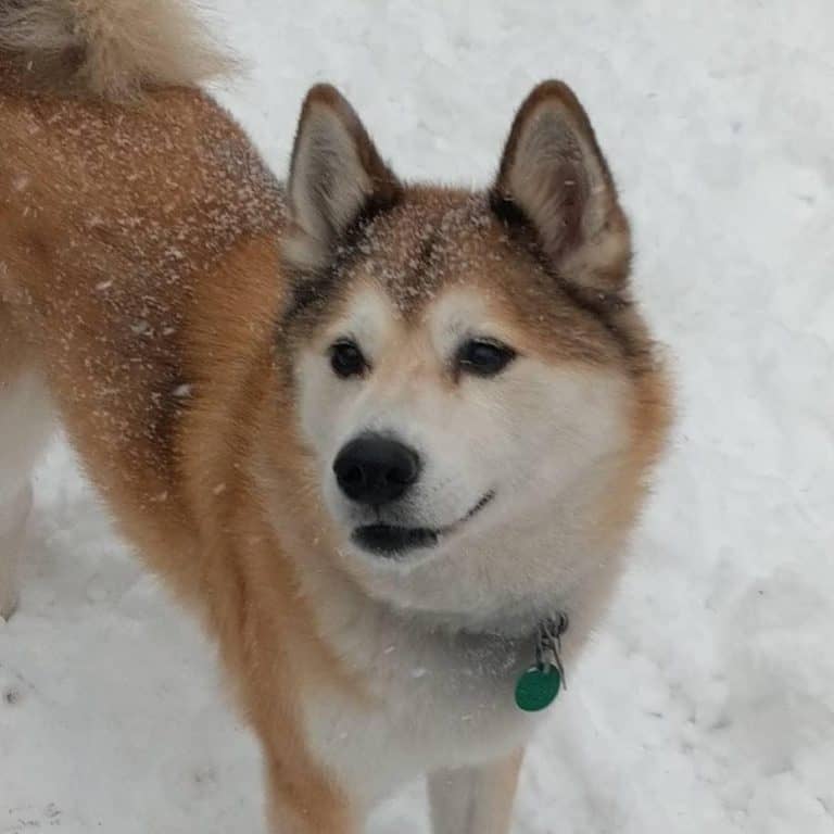 Red and white Shiba Inu mix dog standing in the snow. You can see snowflakes on his face and back.