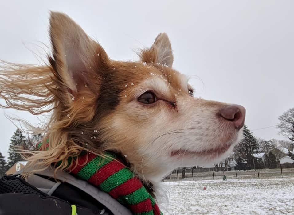 Side profile view of brown and white chihuahua's head. Dog is wearing a grey and black jacket with a green and red scarf. Medium length hair around ears is being blown back by wind. There is snow in the background.