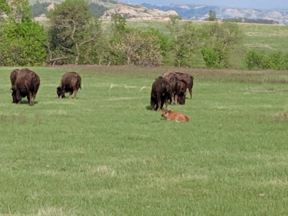 Bison with calves grazing in a grass field