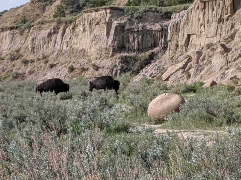 Bison grazing and a large ball shaped rock nearby