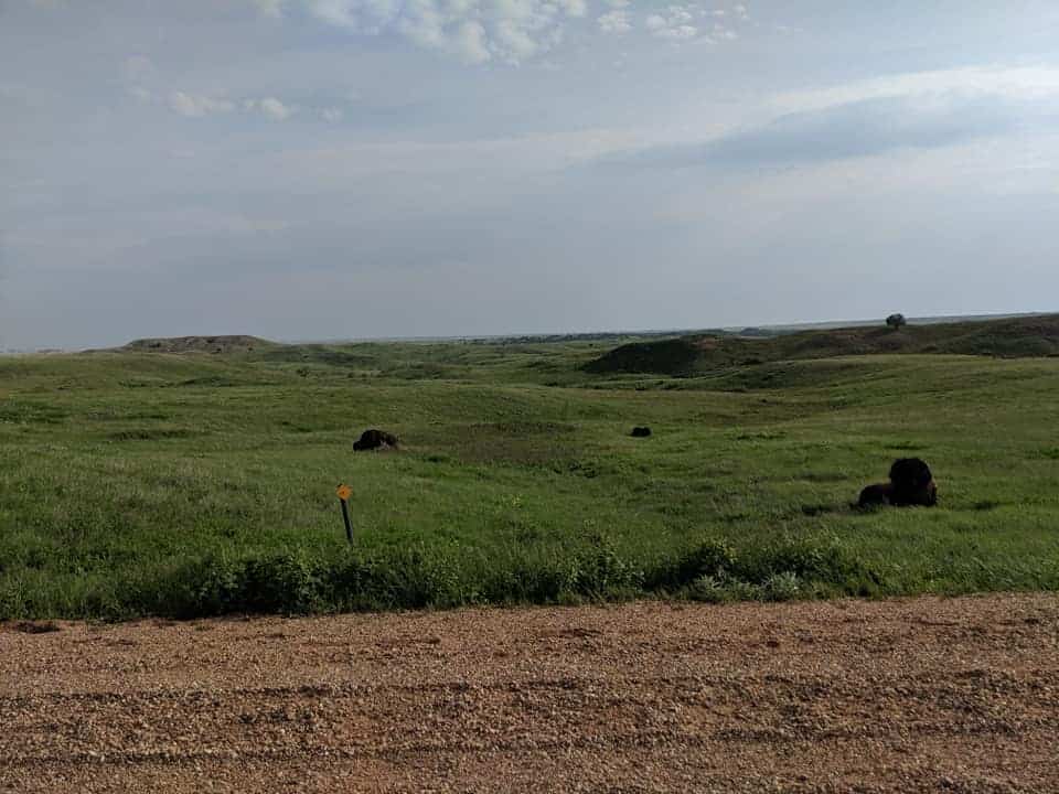 Bison laying in green grass