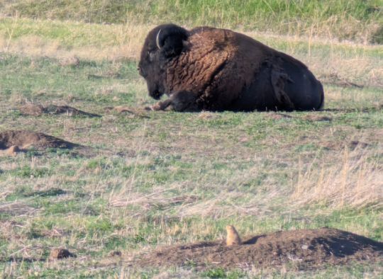 Bison near a prairie dog in Badlands National Park