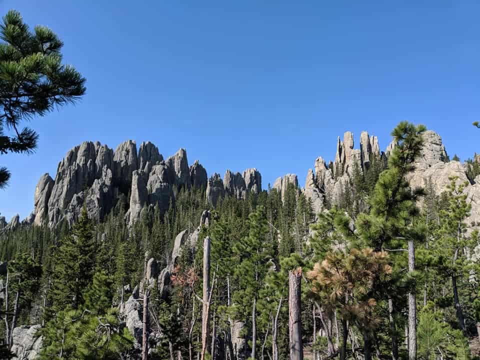 Photo of the needles- a line of mountains that look like rows of tall rock columns. There are many trees between the mountains and the photographer. The sky was bright blue.