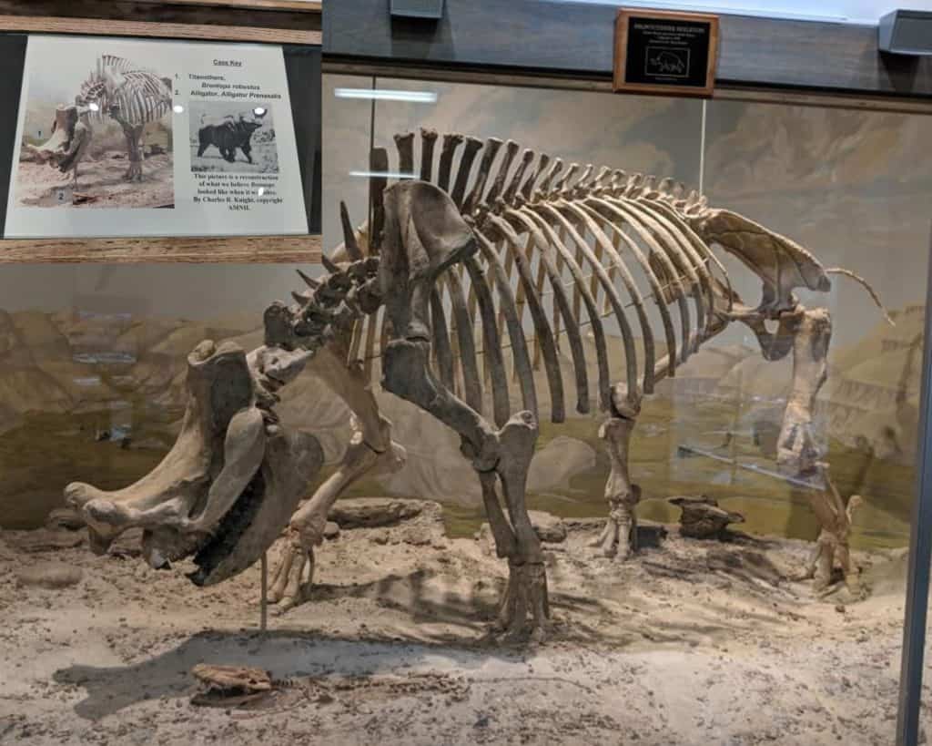 A Brontops (dinosaur) skeleton in a display case in the Museum of Geology. The skeleton is on sand and the back wall of display case shows scenery from the black hills. The top left corner has a sign that shows the skeleton and gives information about Brontops.