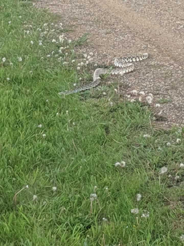 A bull snake (black and white in color) moving off a gravel path into green grass.