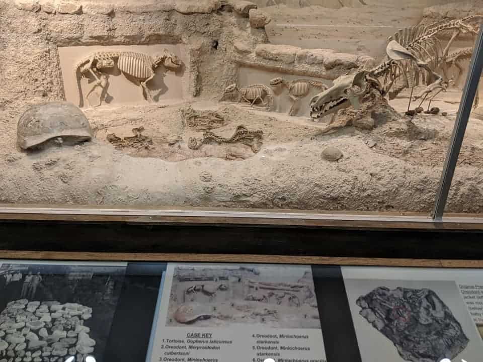 Display case with several fossils of different small dinosaurs throughout. The floor is sand and there is a tortoise type shell on the left. At the bottom of the frame is a Key that names each dinosaur in the case.