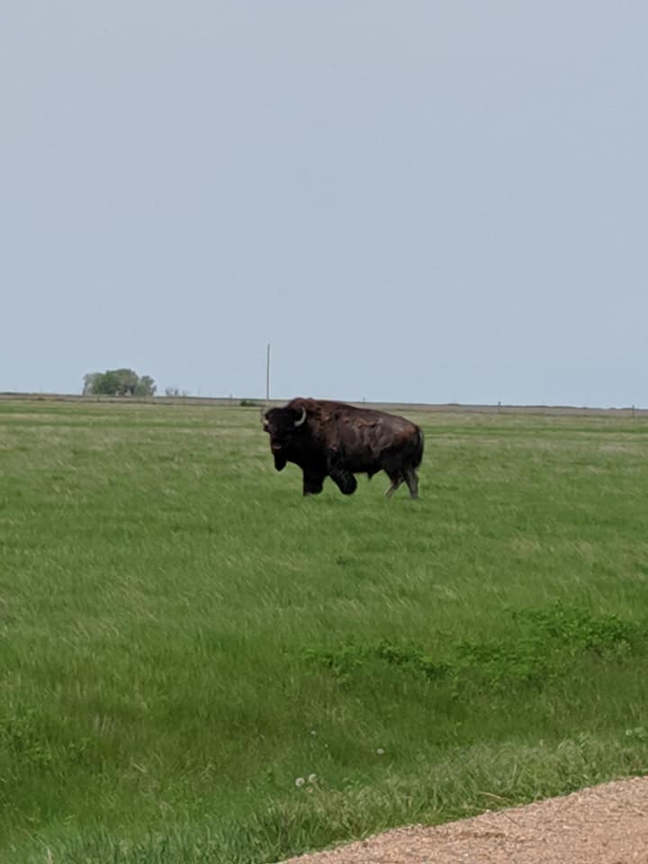 Large bison walking parallel to the photographer but looking towards camera. Bison is in a grassy field and the sky is blue.