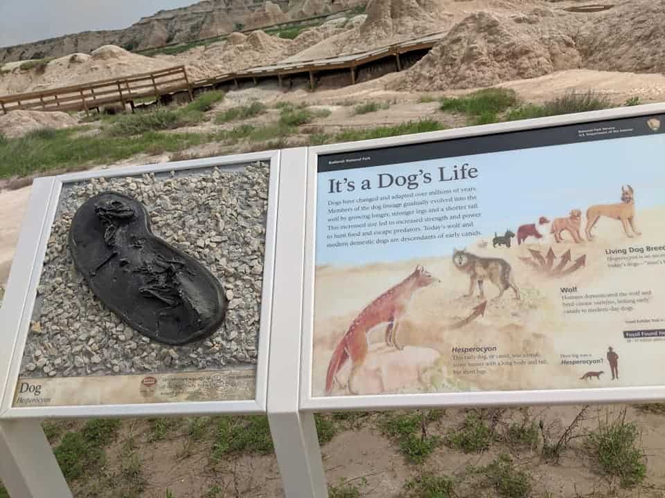 One of the informational signs at the Fossil Exhibit trail at Badlands National Park. The left side of the sign shows dog skeleton. The right side of the sign gives information about the history of  dogs. It has a drawing of the many species of dogs and how they descended from their ancestors.
