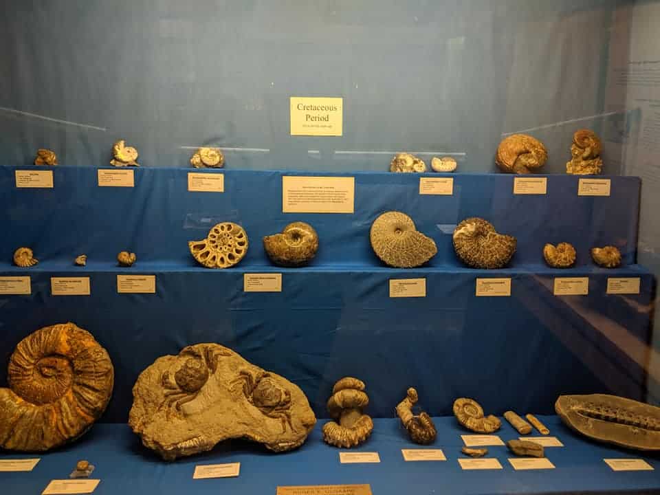 3 tiered shelves in a display case in the Museum of Geology. The shelves are draped in a blue cloth. Each shelf has different fossilized shells with a corresponding sign that states what they are. They are all from the Cretaceous Period.