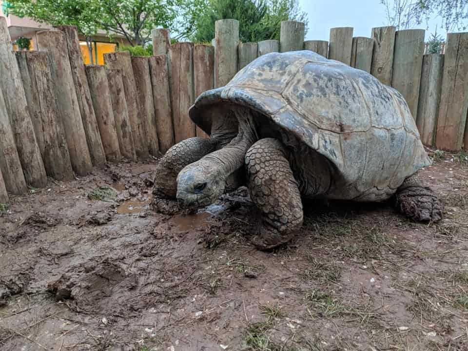 Close shot of a large Galapagos tortoise in mud. Tortoise legs are muddy. There is a fence made up of wooden posts behind it at Reptile Gardens.