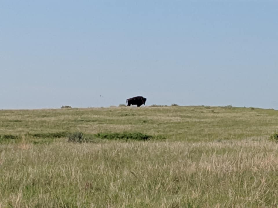 A large bison in the distance in profile but head is directed toward camera. Bison is standing in the middle of a flat prairie. Grasses are brown and green. Sky is clear blue.