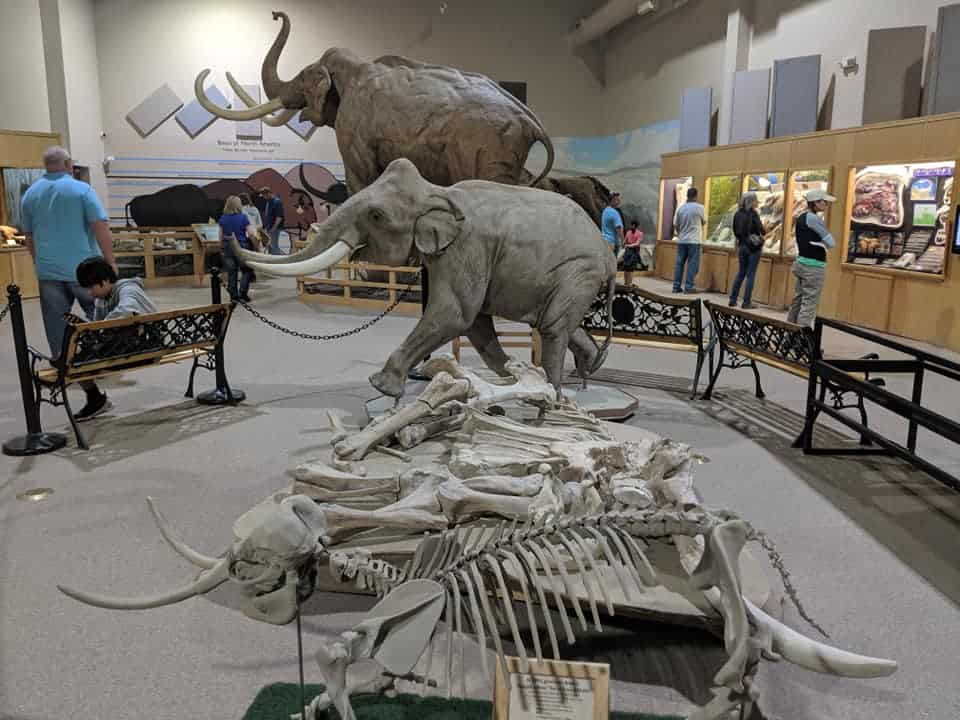 A display set up in the middle of a room at Mammoth Site. Closest to the photographer are small mammoth skeletons. Then there are large mammoth bones between the skeleton and statues of mammoths.