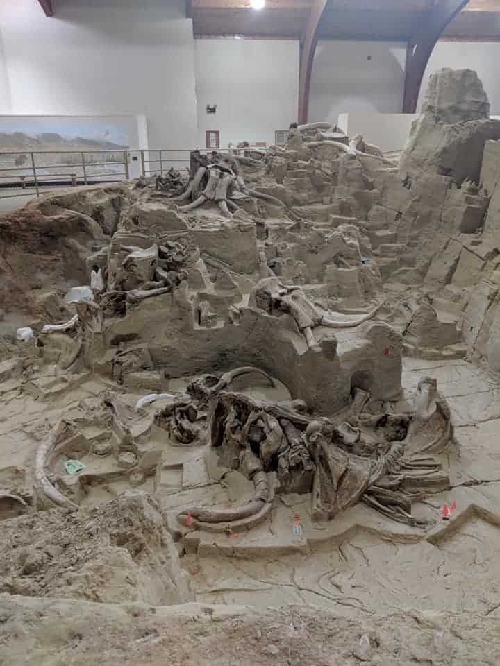 A part of the active dig site at Mammoth Site. There are multiple fossils partly uncovered and preserved in the clay like substance in the middle of the building.
