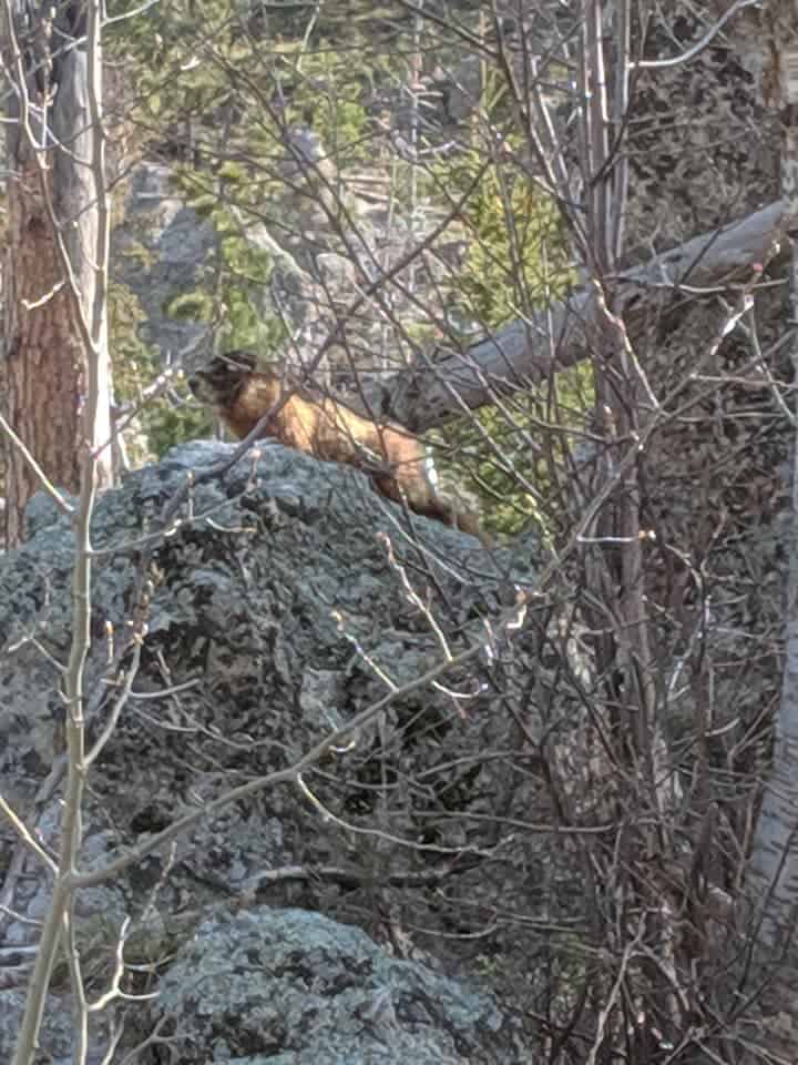 Profile picture of a brown marmot on top of a boulder. There are many small branches with no leaves on them between the camera and the marmot.