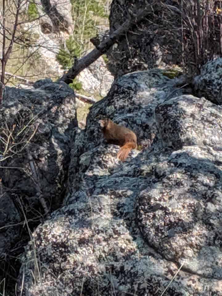 A brown marmot sitting in the middle of a gigantic  boulder. The boulder is grey and has white spots all over it.