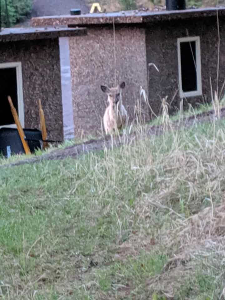 A mule deer standing and staring straight into the camera. Mule deer is in front of a dark brown building. There is tall green and brown grass between photographer and the deer.