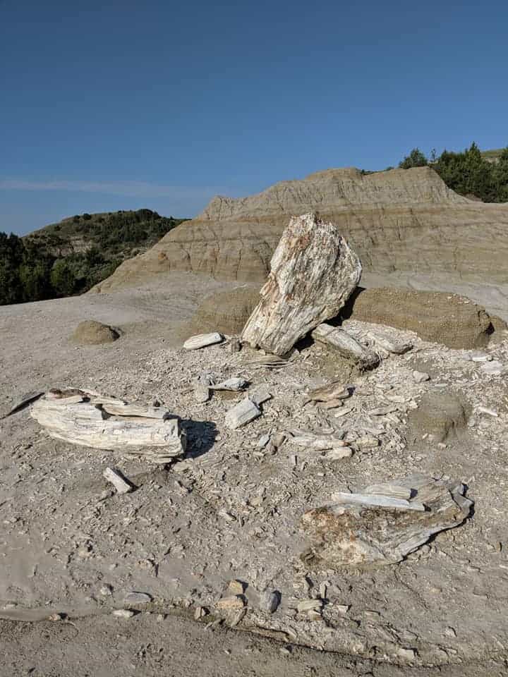 There are 3 larger pieces of petrified wood with smaller pieces that have broken off spread between them. The biggest piece is leaning up against a wide short rock. Color of the wood is mostly white with some red. The rock that it is leaning on is made up of rings of reds and browns. There is a larger, taller rock that looks the same behind it.