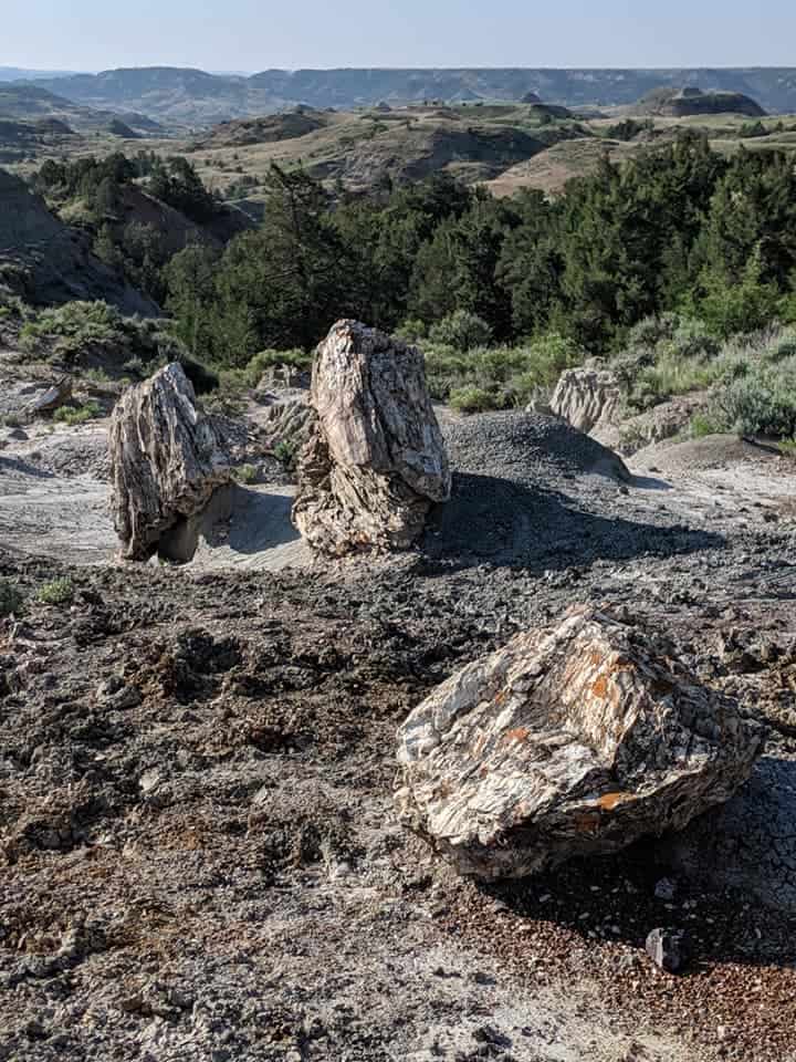 There are three chunks of Petrified Wood. Two about a foot apart in the back of the frame and one closer to the front. They are grey with some reddish hues. They lay on a grey rocky/clay looking ground. Behind the 2 stumps in the background the ground angles downward and at that point there is some scraggly bushes and at the base of the hill some tall green trees.